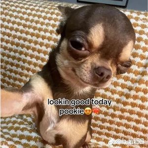 Meet your Posher, Victoria